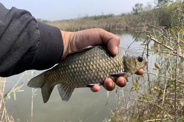 滄州哪里有賣鯽魚的_我是河北滄州的我想知道野釣鯽魚和打窩技巧_2020滄州市野釣地點