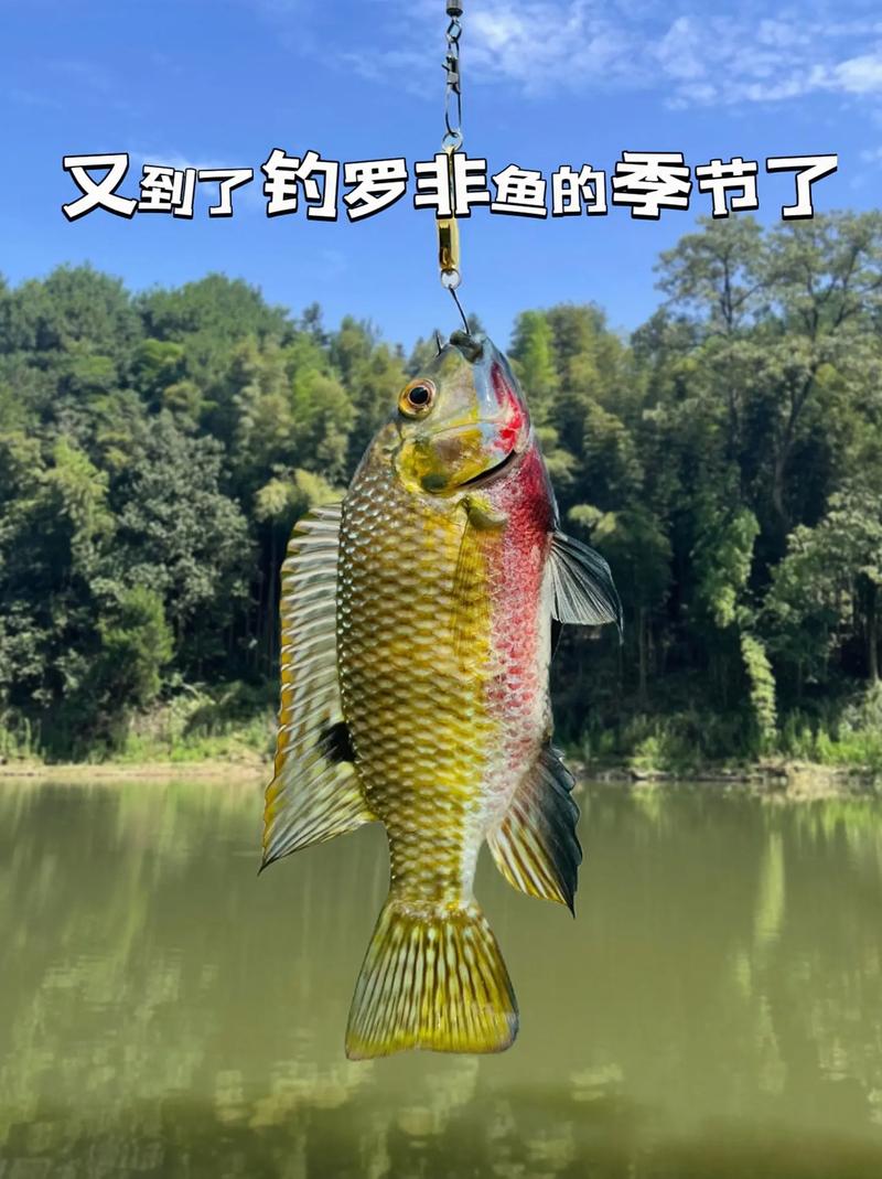 釣魚技巧羅非魚怎么釣_羅非魚釣魚技巧_釣魚技巧羅非魚圖片
