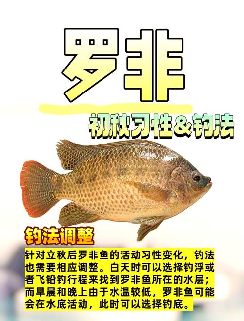 羅非魚釣魚技巧_釣魚技巧羅非魚怎么釣_釣魚技巧羅非魚圖片