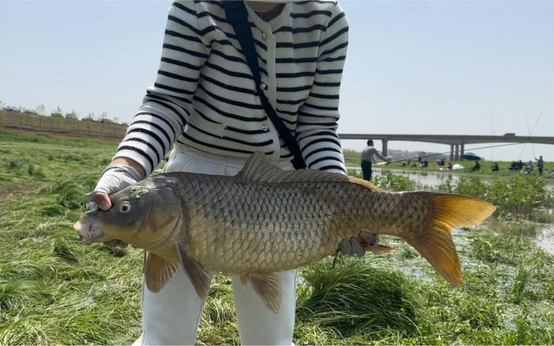 河南釣魚海峽釣魚論壇_老鬼釣魚論壇釣魚裝備_達奇釣魚論壇