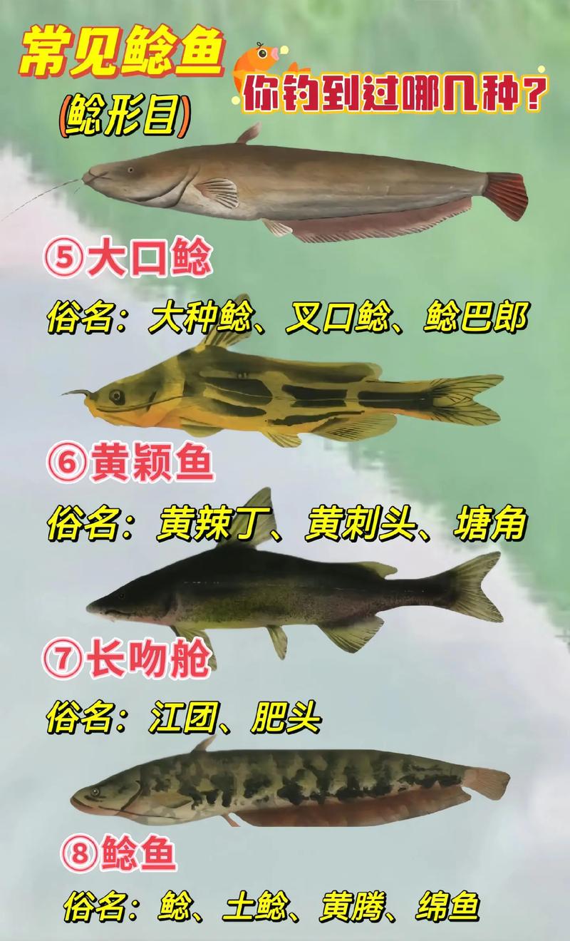 野釣鯰魚最好選什么時間必看