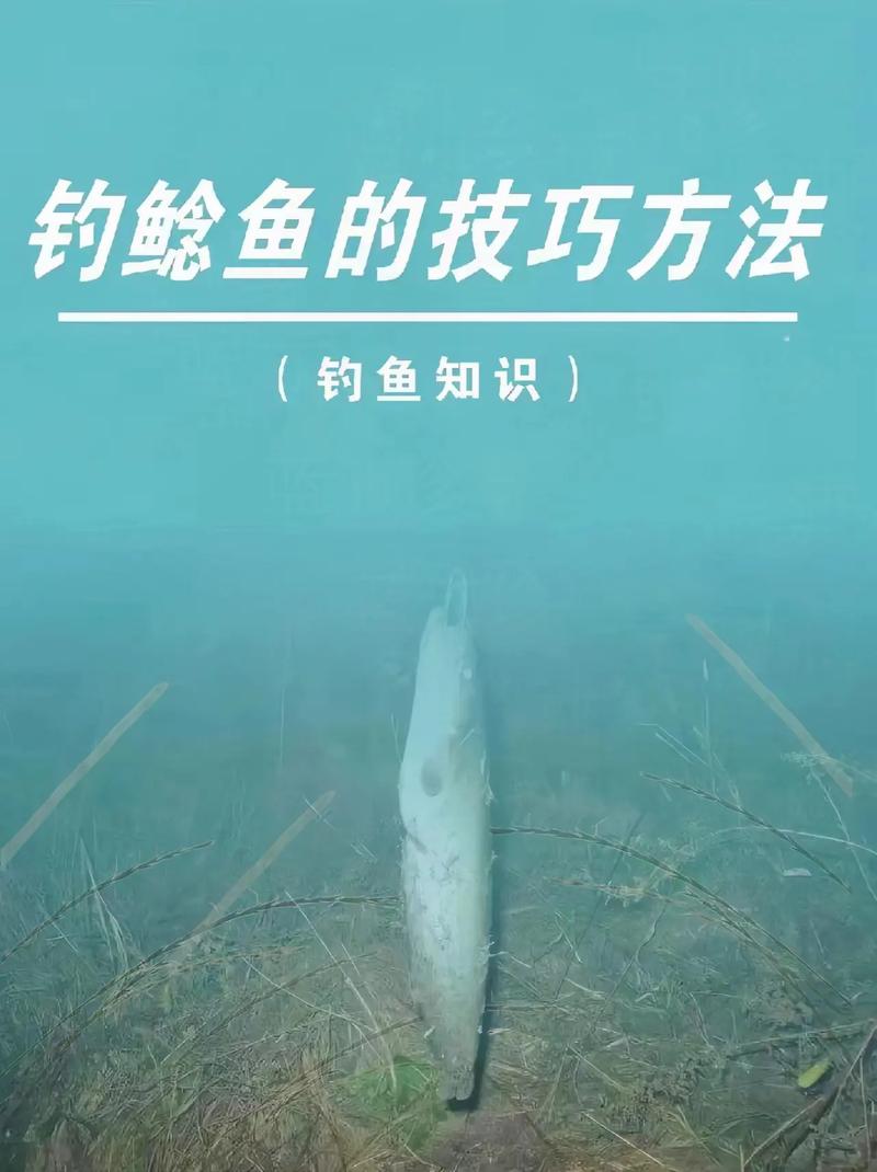 野釣鯰魚什么時候合適_野釣鯰魚最好選什么時間必看_鯰魚垂釣時間