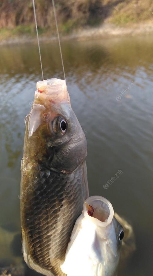 野釣魚獲釣魚之家論壇_神州釣魚論壇杭州論壇_野釣之家釣魚小藥官網