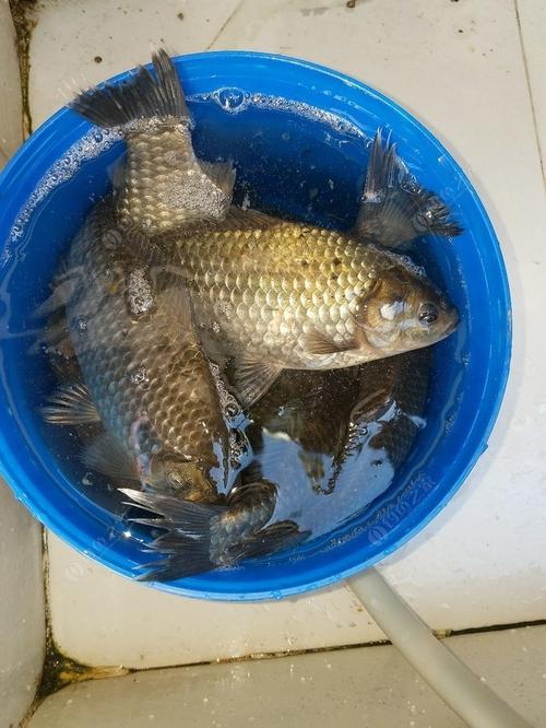 野釣魚獲釣魚之家論壇_野釣之家釣魚小藥官網_神州釣魚論壇杭州論壇