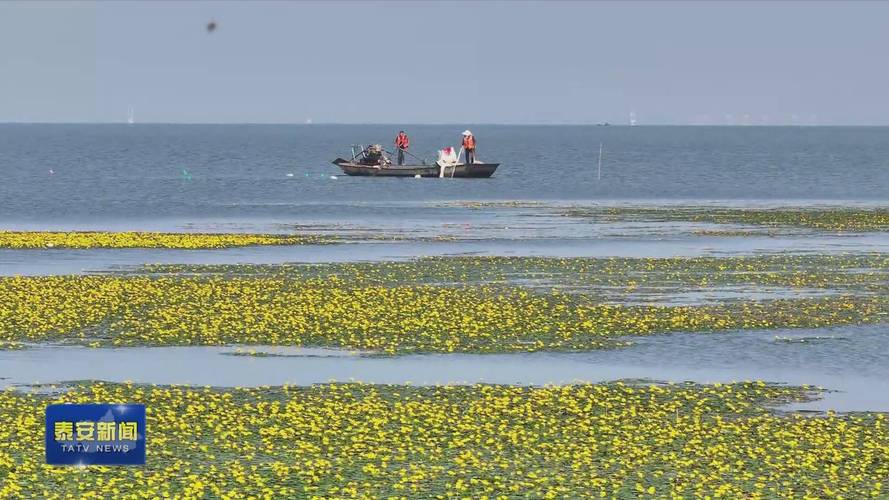 東平湖釣魚去哪個位置_東平湖釣魚吧_東平湖釣魚地點