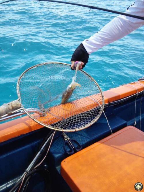 海釣魚視頻高清_釣魚視頻海釣_15年海釣魚視頻大全