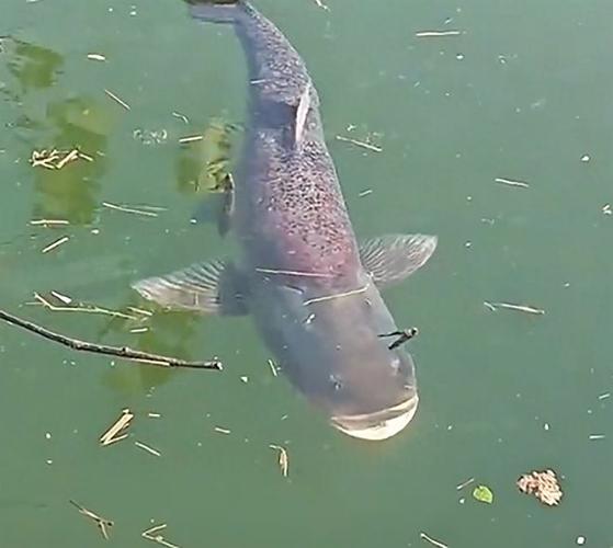 西皋水庫這邊的魚太難釣了_水庫釣青魚釣多深_水庫釣鯪魚怎樣找魚窩