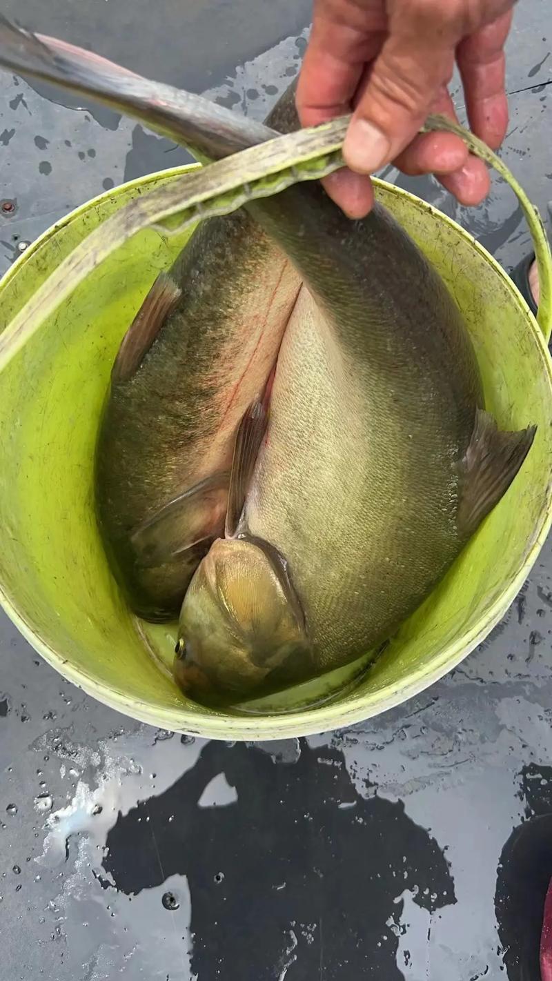 水庫釣鯪魚怎樣找魚窩_水庫釣青魚釣多深_西皋水庫這邊的魚太難釣了