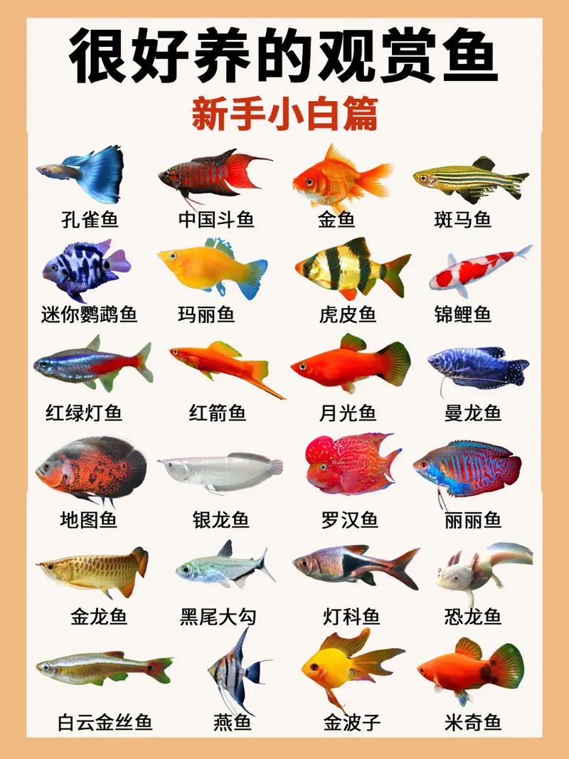 片魚圖片_魚的種類圖片_片魚叫啥魚