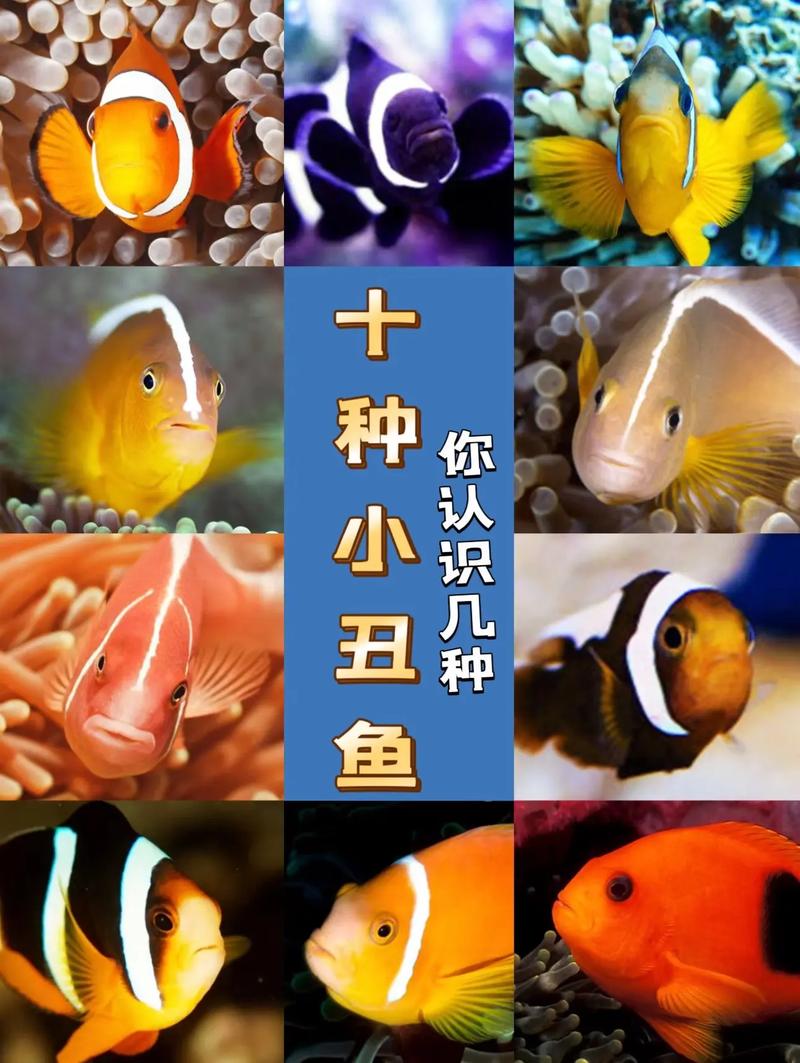 魚的種類圖片_片魚叫啥魚_片魚圖片
