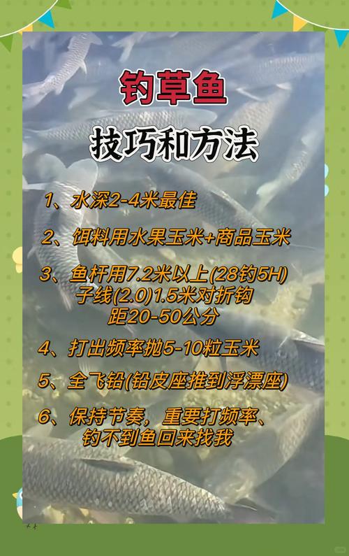 魚塘釣草魚用什么打窩_釣魚塘餌料草魚用幾號鉤_魚塘釣草魚用什么餌料