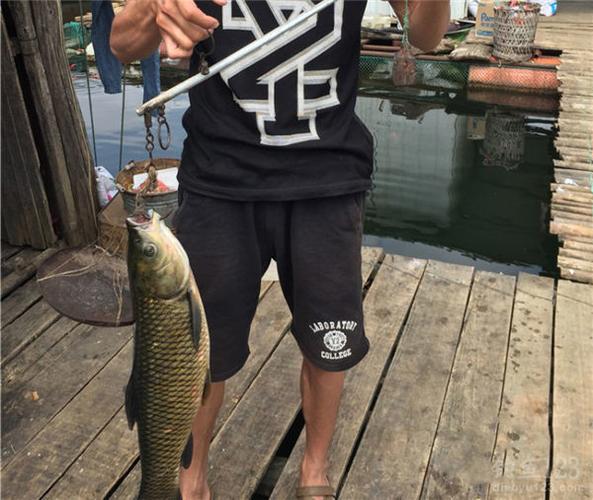 國慶釣魚_中秋玉米釣草魚_國慶萬峰湖玉米酒糟打窩爽釣草魚和羅非必看