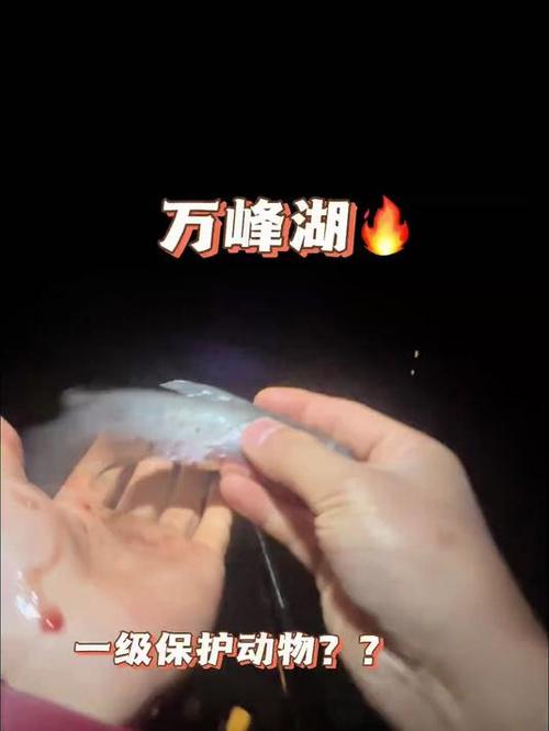 中秋玉米釣草魚_國慶釣魚_國慶萬峰湖玉米酒糟打窩爽釣草魚和羅非必看