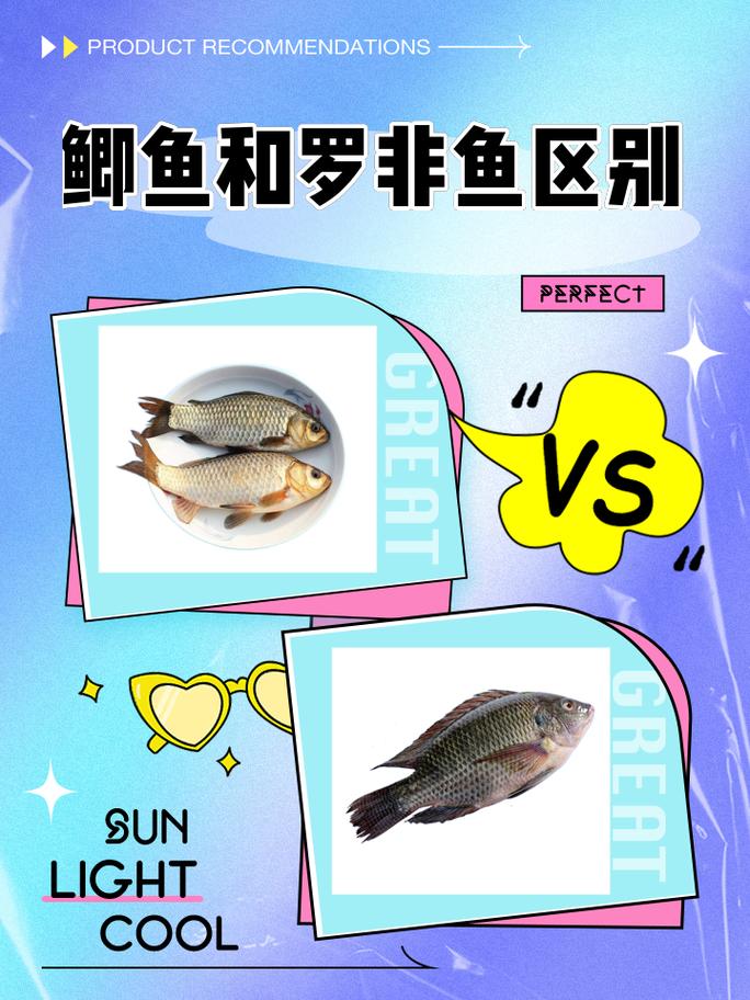 釣羅非魚技巧與口訣：如何根據時間與魚個體選擇釣具與水深