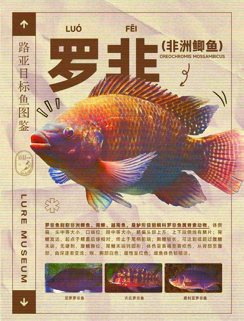 羅非魚的釣法釣羅非魚的餌料_釣羅非魚技巧_羅非魚釣法