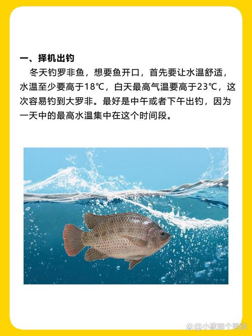 羅非魚的釣法釣羅非魚的餌料_釣羅非魚技巧_羅非魚釣法