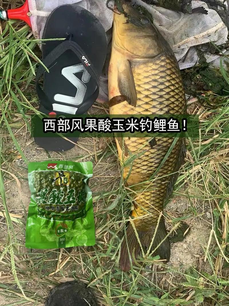 夏天釣草魚用什么餌料_釣夏天餌料草魚用什么鉤_釣夏天餌料草魚用幾號鉤