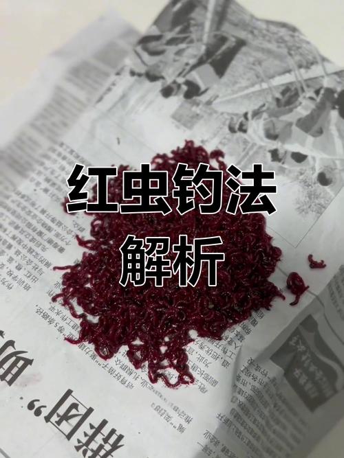 釣魚用紅蟲危害有多大_用紅蟲釣魚必須掌握的技巧和知識（三）_釣魚用紅蟲怎么用
