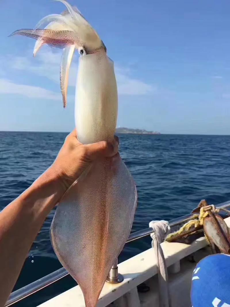 魷魚釣法技巧_魷魚釣法教學視頻教程_魷魚_魷魚的釣法