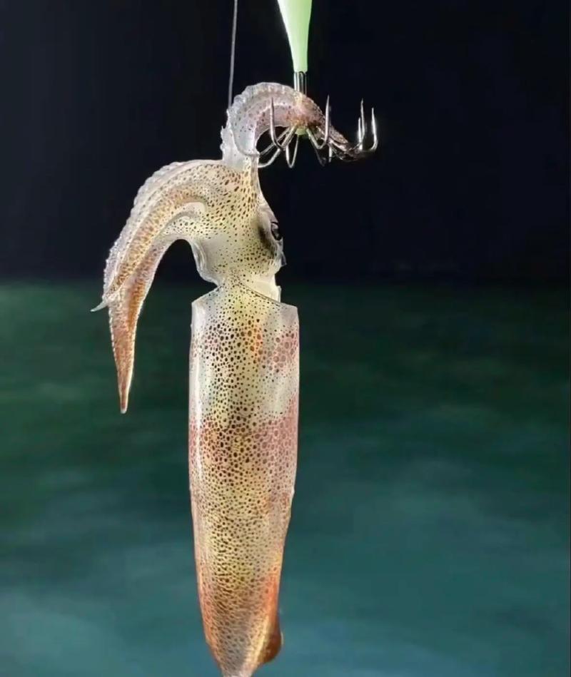 魷魚_魷魚的釣法_魷魚釣法技巧_魷魚釣法教學視頻教程