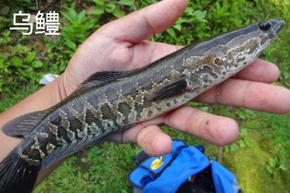 魚黑魚是什么魚_黑魚是海魚還是河魚_黑魚是什么魚
