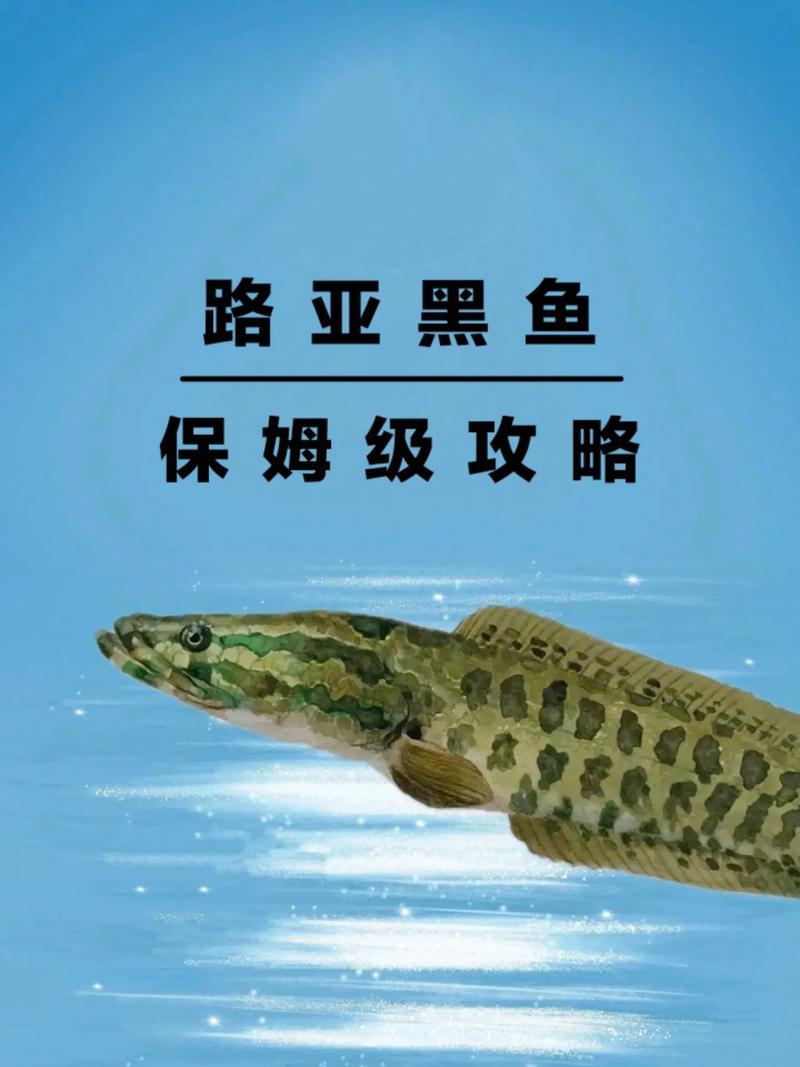 釣魚黑魚用什么魚餌_黑魚用什么魚餌最好釣_釣魚餌黑魚好用嗎