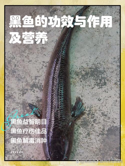 釣魚黑魚用什么魚餌_黑魚用什么魚餌最好釣_釣魚餌黑魚好用嗎