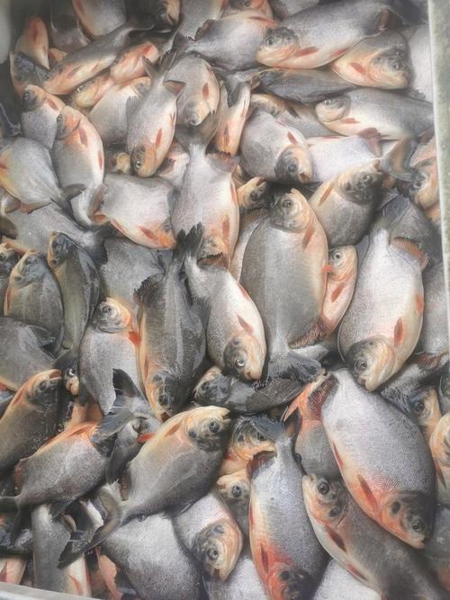紅鯧魚價格行情最新價_紅鯧魚價格多少錢一斤_紅鯧魚多少錢一斤2020