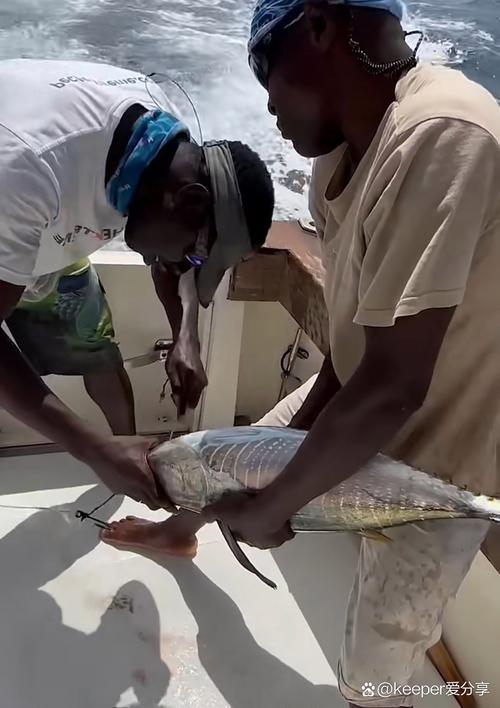 釣大魚視頻大全_釣魚視頻大魚_釣視頻大魚大全圖片