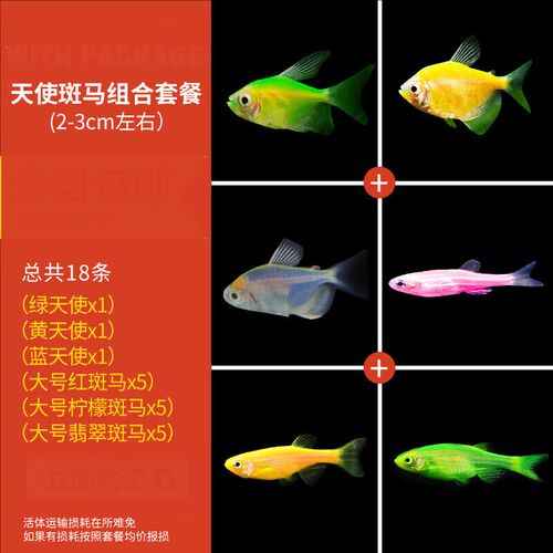 紅綠燈魚的介紹_紅綠燈魚是什么魚_紅綠燈魚圖片