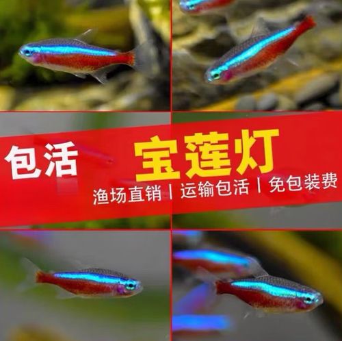 紅綠燈魚是什么魚_紅綠燈魚的介紹_紅綠燈魚圖片