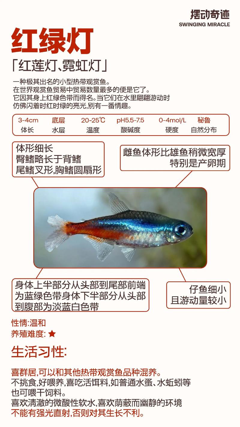 搜一下紅綠燈魚的圖片_紅綠燈魚是什么魚_紅綠燈魚圖片