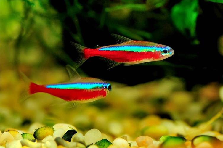 搜一下紅綠燈魚的圖片_紅綠燈魚圖片_紅綠燈魚是什么魚
