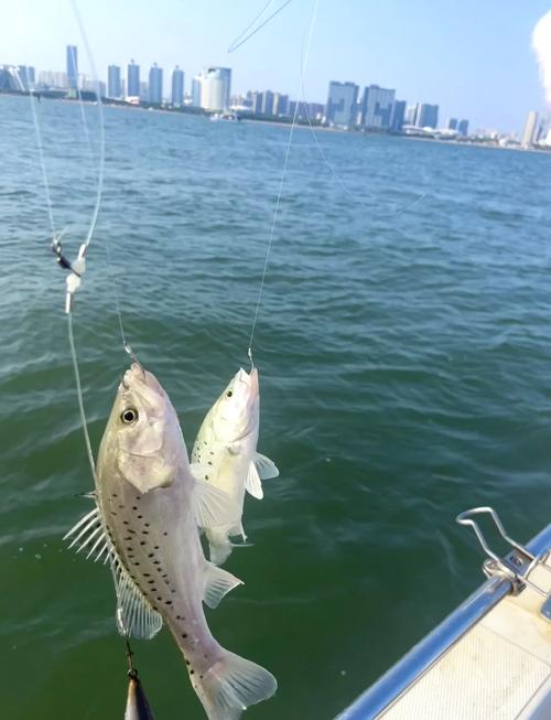海釣精彩視頻_最新海釣魚視頻大全_中國海釣視頻大全