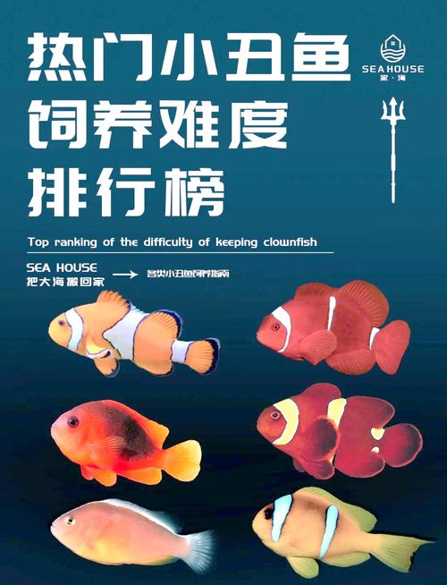 雙代小丑魚_紅雙帶小丑魚_雙帶小丑魚繁殖