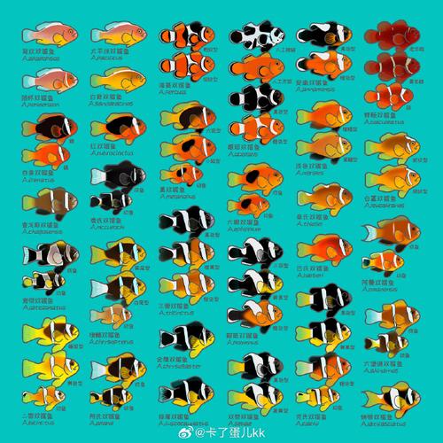 雙代小丑魚_雙帶小丑魚繁殖_紅雙帶小丑魚