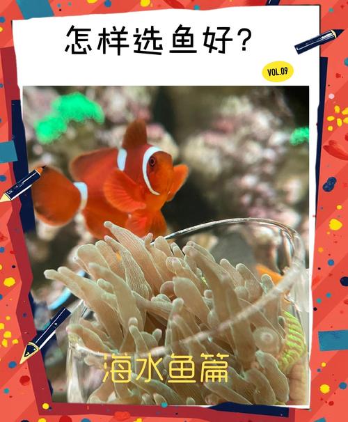 生活質量提高想養觀賞魚？一篇文章帶你了解小丑魚家族的那些事兒