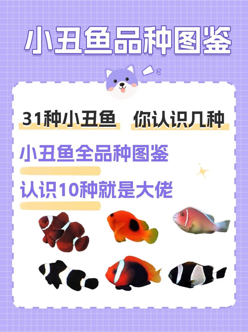 小丑魚金透紅_雙帶小丑魚怎么分公母_紅雙帶小丑魚