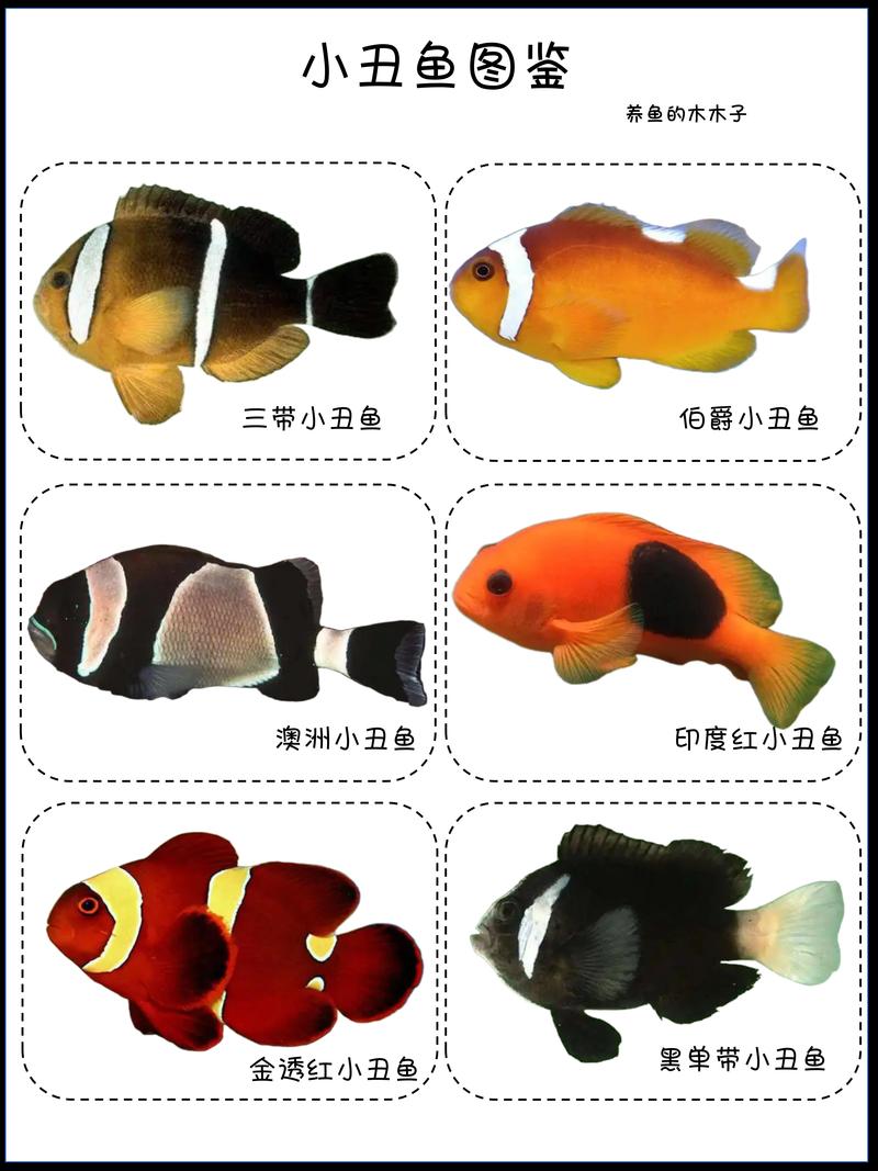 小丑魚金透紅_紅雙帶小丑魚_雙帶小丑魚怎么分公母