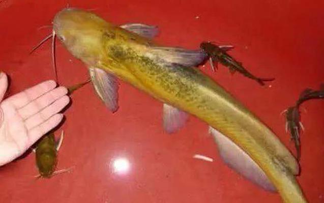 魚尾巴是紅的_紅尾鲴是什么魚_魚紅尾