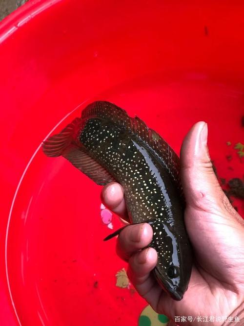 紅尾鲴是什么魚_魚紅尾_魚尾巴是紅的