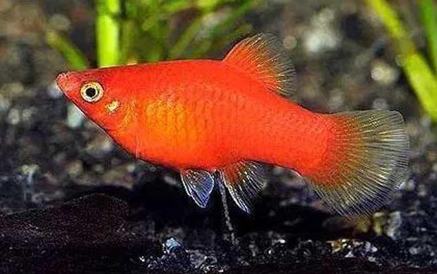 月光魚是什么顏色_紅月光魚怎么分公母_紅月光魚是什么魚
