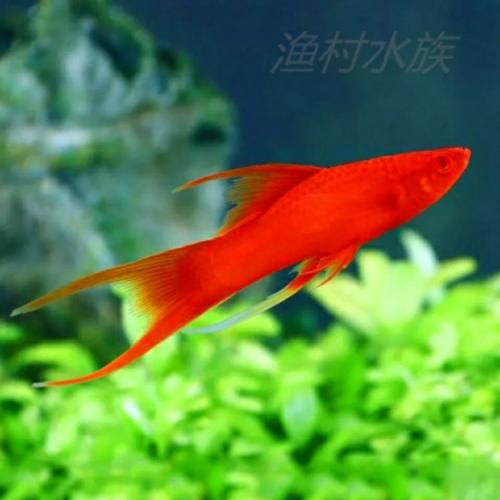紅月光魚怎么分公母_紅月光魚是什么魚_月光魚是什么顏色
