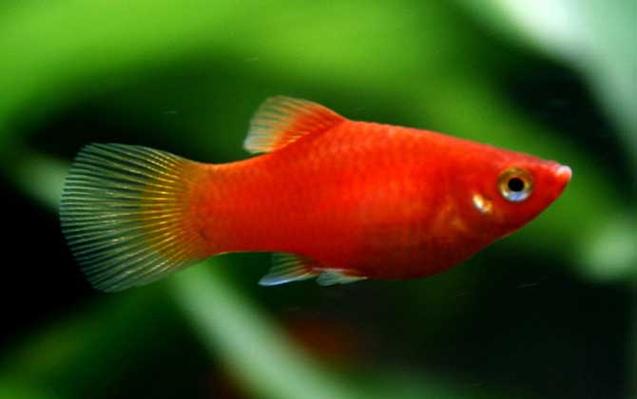 月光魚是什么顏色_紅月光魚怎么分公母_紅月光魚是什么魚