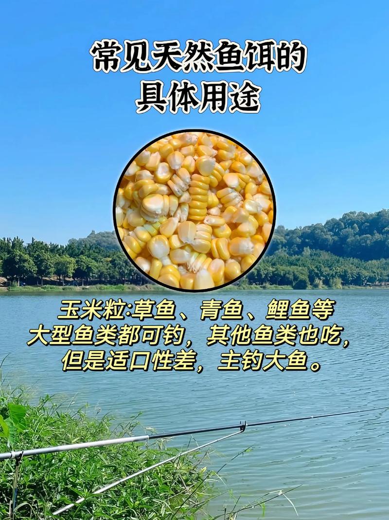 釣鯉魚用什么餌最有效？谷物、蚯蚓與混合型餌料全解析