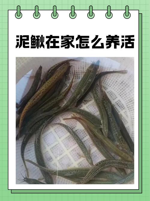 視頻養殖稻田泥鰍技術大全_稻田泥鰍養殖技術視頻_視頻養殖稻田泥鰍技術教程