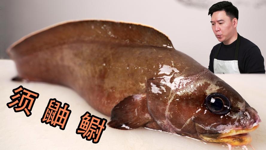 胡子魚最愛吃什么？揭秘胡子魚偏愛的3大類食物及其捕食習性