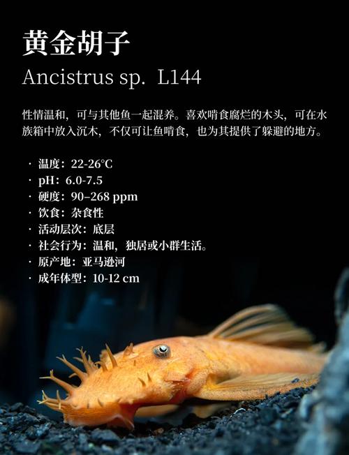 胡子魚愛吃什么東西_胡子魚最愛吃什么東西_胡子吃小魚