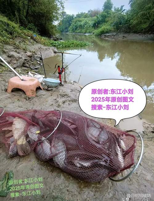 韶關沐溪北江大橋釣魚攻略：最佳時機、魚種及環境特點全解析