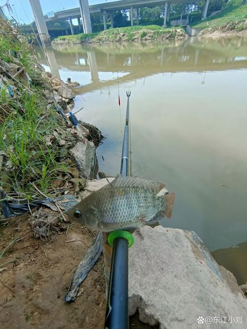 韶關沐溪北江大橋附近釣魚_韶關北江有什么魚_韶關北江可以釣魚嗎